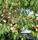 Персик Хасанский, морозостойкий, высокоурожайный, вкусный, самоплодный, медонос - фото 10940