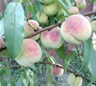 Персик Хасанский, морозостойкий, высокоурожайный, вкусный, самоплодный, медонос - фото 10941