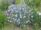Лён голубой, морозостойкий, многолетний, засухоустойчивый, лекарственный, декоративные цветы - фото 10960