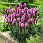 Лиатрис Колосковый, декоративный цветок, зимостойкий, многолетний, сухоцвет, медонос - фото 10966