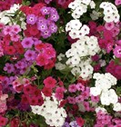 Флокс однолетний (микс), декоративный, цветет все лето, засухоустойчивый - фото 10992