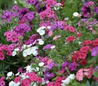Флокс однолетний (микс), декоративный, цветет все лето, засухоустойчивый - фото 10993