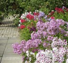 Флокс однолетний (микс), декоративный, цветет все лето, засухоустойчивый - фото 10996