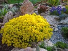 Алиссум скальный, декоративные цветы, морозостойкий, многолетний, лекарственный, медонос - фото 11018