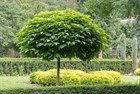 Катальпа великолепная (прекрасная), морозостойкая, декоративное дерево, медонос - фото 11058