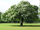Катальпа великолепная (прекрасная), морозостойкая, декоративное дерево, медонос - фото 11060