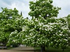 Катальпа великолепная (прекрасная), морозостойкая, декоративное дерево, медонос - фото 11071