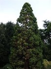 Секвойядендрон Гигантский, морозостойкий, вечнозеленый - фото 11121