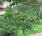 Кипарисовик горохоплодный, морозостойкий, вечнозеленый, декоративный, бонсай - фото 11128