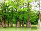 Таксодиум (кипарис) болотный, морозостойкий, декоративный, ценная древесина, реликтовое дерево, бонсай - фото 11130