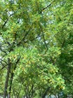 Акация желтая (Карагана древовидная), морозостойкая, декоративный кустарник, медонос, живая изгородь - фото 11167