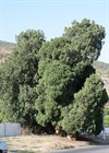 Туя (Биота) восточная, морозостойкая, вечнозеленая, декоративная, эфиромасличная, лекарственная, ценная древесина, долгожитель, священное дерево, живая изгородь, топиар - фото 11180