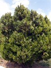 Туя (Биота) восточная, морозостойкая, вечнозеленая, декоративная, эфиромасличная, лекарственная, ценная древесина, долгожитель, священное дерево, живая изгородь, топиар - фото 11184