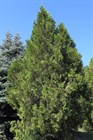 Туя (Биота) восточная, морозостойкая, вечнозеленая, декоративная, эфиромасличная, лекарственная, ценная древесина, долгожитель, священное дерево, живая изгородь, топиар - фото 11185