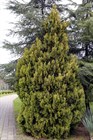 Туя (Биота) восточная, морозостойкая, вечнозеленая, декоративная, эфиромасличная, лекарственная, ценная древесина, долгожитель, священное дерево, живая изгородь, топиар - фото 11188
