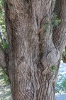 Туя (Биота) восточная, морозостойкая, вечнозеленая, декоративная, эфиромасличная, лекарственная, ценная древесина, долгожитель, священное дерево, живая изгородь, топиар - фото 11191