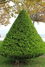 Туя (Биота) восточная, морозостойкая, вечнозеленая, декоративная, эфиромасличная, лекарственная, ценная древесина, долгожитель, священное дерево, живая изгородь, топиар - фото 11193