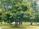 Клен Гиннала, морозостойкий, декоративный, живая изгородь, бонсай - фото 11198
