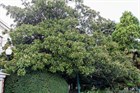 Магнолия крупноцветковая, декоративное дерево - фото 11218