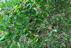 Обвойник греческий, морозостойкий, декоративная лиана, лекарственный, теневыносливый, засухоустойчивый, живая изгородь - фото 11300