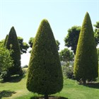 Кипарис вечнозеленый пирамидальный, морозостойкий, декоративный, лекарственный, эфиромасличный, живая изгородь, топиар, долгожитель - фото 11310