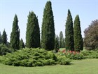 Кипарис вечнозеленый пирамидальный, морозостойкий, декоративный, лекарственный, эфиромасличный, живая изгородь, топиар, долгожитель - фото 11311