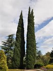 Кипарис вечнозеленый пирамидальный, морозостойкий, декоративный, лекарственный, эфиромасличный, живая изгородь, топиар, долгожитель - фото 11312