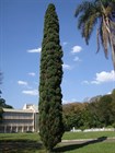 Кипарис вечнозеленый пирамидальный, морозостойкий, декоративный, лекарственный, эфиромасличный, живая изгородь, топиар, долгожитель - фото 11313