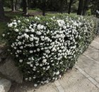 Калина португальская, морозостойкая, вечнозеленая, декоративный кустарник, живая изгородь, топиар - фото 11334