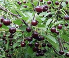 Вишня Ашинская, высокоурожайная, морозостойкая, съедобная, засухоустойчивая, крупные плоды - фото 11340