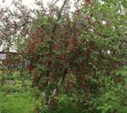 Вишня Мичуринская, морозостойкая, декоративная, высокоурожайная, съедобная, медонос - фото 11346