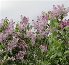 Сирень широколистная, морозостойкая, декоративная, живая изгородь, медонос - фото 11424