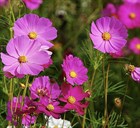 Космея дваждыперистая (розовая), декоративные цветы, засухоустойчивая, продолжительное цветение - фото 11434