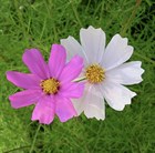 Космея дваждыперистая (розовая), декоративные цветы, засухоустойчивая, продолжительное цветение - фото 11435