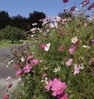Космея дваждыперистая (розовая), декоративные цветы, засухоустойчивая, продолжительное цветение - фото 11436