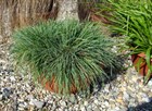Тонконог (Келерия), многолетний, декоративное злаковое растение - фото 11444