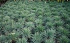 Тонконог (Келерия), многолетний, декоративное злаковое растение - фото 11445