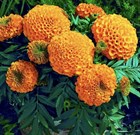 Бархатцы гибридные, прямостоячие (африканские) Orange, декоративные, пищевой краситель - фото 11473