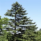 Пихта Сахалинская, морозостойкая, вечнозеленая, теневыносливая, декоративная, ценная древесина, быстрорастущая - фото 11512