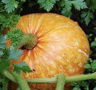 Тыква Ольга, крупноплодная, раннеспелая, урожайная - фото 11530