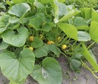 Тыква Ольга, крупноплодная, раннеспелая, урожайная - фото 11532