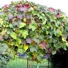 Виноград амурский, многолетний, морозостойкий, съедобный, декоративная лиана, реликтовый, медонос - фото 11549