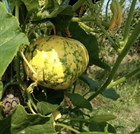 Тыквачок (гибрид тыквы и кабачка), высокоурожайный, съедобный - фото 11562