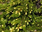 Ель аянская, морозостойкая, вечнозеленая, декоративная, ценная древесина, долгожитель, бонсай - фото 11598