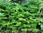 Ель аянская, морозостойкая, вечнозеленая, декоративная, ценная древесина, долгожитель, бонсай - фото 11599