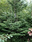 Ель аянская, морозостойкая, вечнозеленая, декоративная, ценная древесина, долгожитель, бонсай - фото 11600