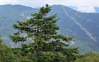 Ель аянская, морозостойкая, вечнозеленая, декоративная, ценная древесина, долгожитель, бонсай - фото 11604