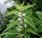 Зюзник европейский, лекарственный, многолетний, приятный растительный запах - фото 11619