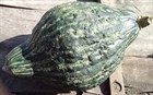 Тыква Хаббард Зеленая магия, мускатная, вкусная, высокоурожайная, отлично хранится - фото 11657