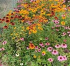 Полевые цветы серии «Праздник» (10 видов), карликовые, декоративные - фото 11663